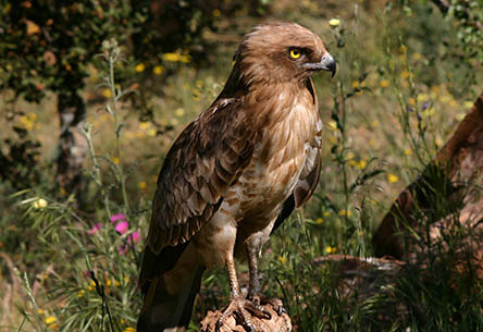 Aguila culebrera